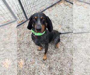 Bluetick Coonhound Dogs for adoption in Foristell, MO, USA