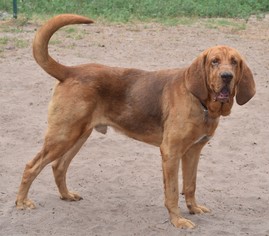 Bloodhound Dogs for adoption in Orlando, FL, USA