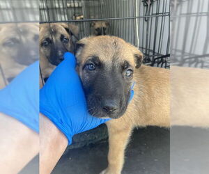 German Shepherd Dog Dogs for adoption in Stockton, CA, USA
