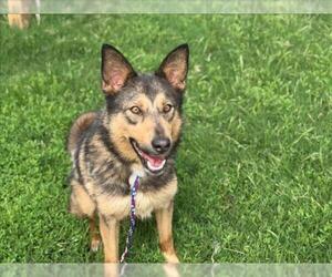 German Shepherd Dog-Unknown Mix Dogs for adoption in Tulsa, OK, USA