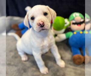 Mutt Dogs for adoption in Canton, CT, USA
