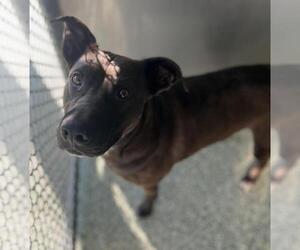 American Pit Bull Terrier Dogs for adoption in Salisbury, NC, USA