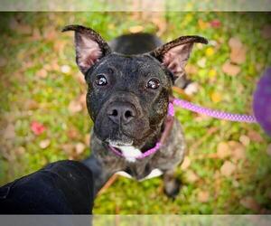 Plott Hound-Staffordshire Bull Terrier Mix Dogs for adoption in Orlando, FL, USA