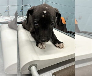 American Pit Bull Terrier-Unknown Mix Dogs for adoption in Corpus Christi, TX, USA