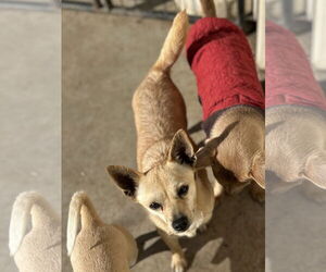 Chihuahua-Unknown Mix Dogs for adoption in Chico, CA, USA