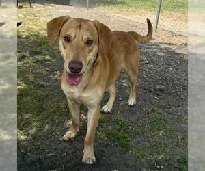Labrador Retriever-Rhodesian Ridgeback Mix Dogs for adoption in Conroe, TX, USA