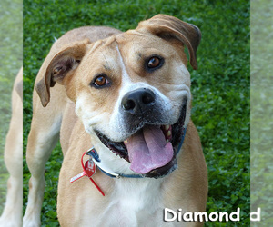 Saint Bernard Dogs for adoption in Mason, MI, USA
