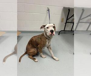 American Pit Bull Terrier-Unknown Mix Dogs for adoption in St. Cloud, FL, USA