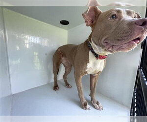 Mutt Dogs for adoption in Houston, TX, USA