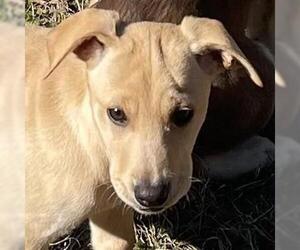Labrador Retriever-Unknown Mix Dogs for adoption in Yardley, PA, USA