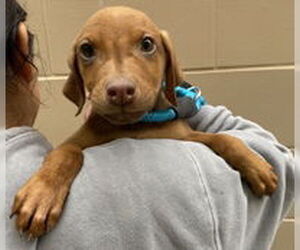 Doberman Pinscher Dogs for adoption in Salinas, CA, USA
