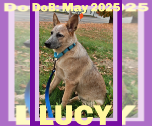 - Mix Dogs for adoption in Sebec, ME, USA