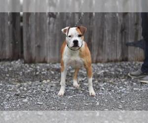 Bullboxer Pit Dogs for adoption in Lacombe, LA, USA