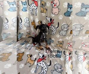 Australian Shepherd-Rat Terrier Mix Dogs for adoption in Brooksville, FL, USA