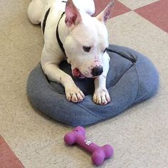 American Pit Bull Terrier Dogs for adoption in Sewaren, NJ, USA