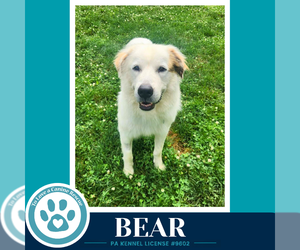 Great Pyrenees Dogs for adoption in Kimberton, PA, USA
