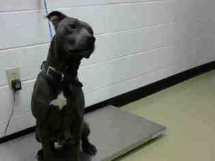 American Staffordshire Terrier Dogs for adoption in Nashville, TN, USA