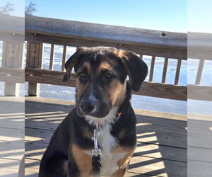 Euro Mountain Sheparnese Dogs for adoption in Princeton, MN, USA