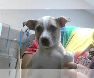 American Pit Bull Terrier-Unknown Mix Dogs for adoption in Fayetteville, NC, USA