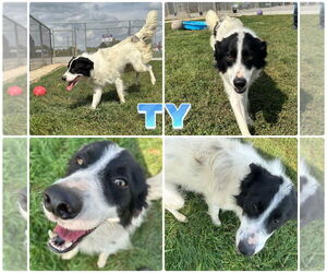 English Shepherd-Unknown Mix Dogs for adoption in Pierceton , IN, USA