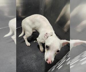 Chihuahua-Unknown Mix Dogs for adoption in San Antonio, TX, USA