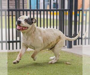 American Staffordshire Terrier Dogs for adoption in Waco, TX, USA