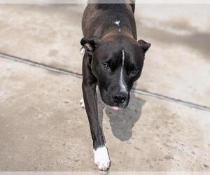American Pit Bull Terrier-Unknown Mix Dogs for adoption in Denver, CO, USA