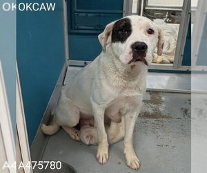 Mutt Dogs for adoption in Oklahoma City, OK, USA