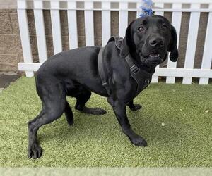 Labrador Retriever Dogs for adoption in Modesto, CA, USA