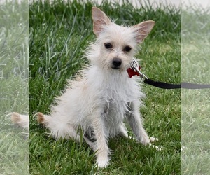 Medium Photo #1 Maltese-Unknown Mix Puppy For Sale in Palo Alto, CA, USA