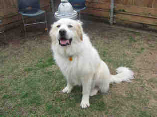 Great Pyrenees Dogs for adoption in Plano, TX, USA