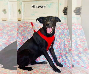 Labrador Retriever-Unknown Mix Dogs for adoption in Rockaway, NJ, USA