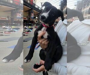 American Pit Bull Terrier-Labrador Retriever Mix Dogs for adoption in Clarkston, MI, USA