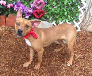 American Pit Bull Terrier-Unknown Mix Dogs for adoption in Oklahoma City, OK, USA
