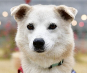 Mutt Dogs for adoption in San Ramon, CA, USA
