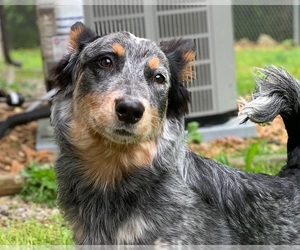 Medium Photo #1 Mutt Puppy For Sale in Saint Charles, MO, USA