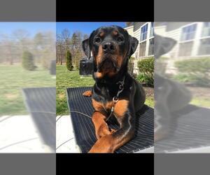 Rottweiler Dogs for adoption in Oakhurst, NJ, USA
