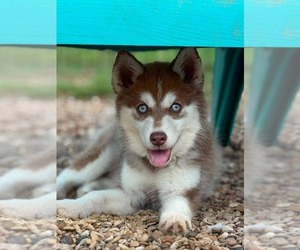 Siberian Husky-Unknown Mix Dogs for adoption in Canton, CT, USA