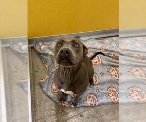 Mutt Dogs for adoption in Temple, TX, USA