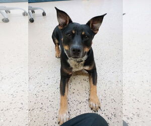 Mutt Dogs for adoption in York, SC, USA