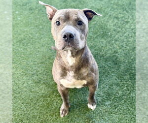 American Staffordshire Terrier-Unknown Mix Dogs for adoption in Tavares, FL, USA