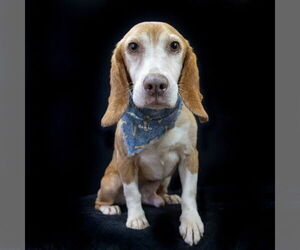 Beagle-Unknown Mix Dogs for adoption in Hot Springs Village, AR, USA