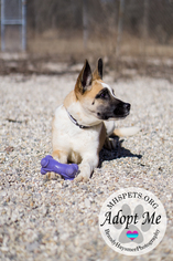 Akita Dogs for adoption in Lake City, MI, USA