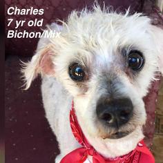 Bichon Frise Dogs for adoption in St. George, UT, USA