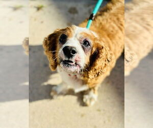 Cavalier King Charles Spaniel Dogs for adoption in Manahawkin, NJ, USA