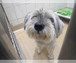 Miniature Schnauzer-Unknown Mix Dogs for adoption in Derwood, MD, USA
