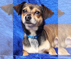 Chihuahua-Unknown Mix Dogs for adoption in Cuba, NY, USA