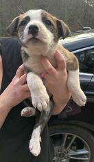 Medium Photo #1 Australian Shepherd-Unknown Mix Puppy For Sale in Rockaway, NJ, USA