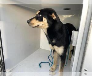 Huskies -Unknown Mix Dogs for adoption in Houston, TX, USA