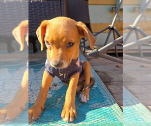 Labrador Retriever-Unknown Mix Dogs for adoption in Lakewood, CO, USA